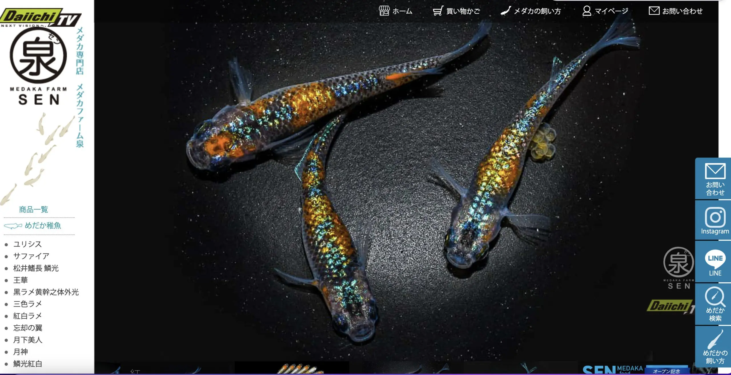 メダカ 生体 ユリシス×サファイア 若魚 メス１０オス１０　２０匹 +おまけ４匹 送料無料 (S) めだか メダカ生体 種類 水槽 卵 人気 飼育 容器 メダカ 生体 ユリシス×サファイア 若魚 メス１０オス１０ ２０匹 +おまけ４